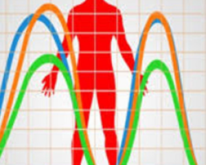 Biorhythm
