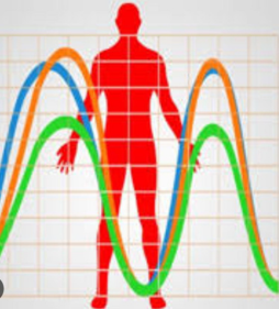 Biorhythm